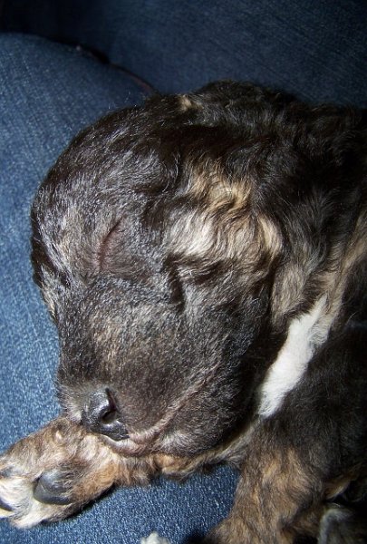 Arc-en-ciel Arlequin 02.02 (9).JPG